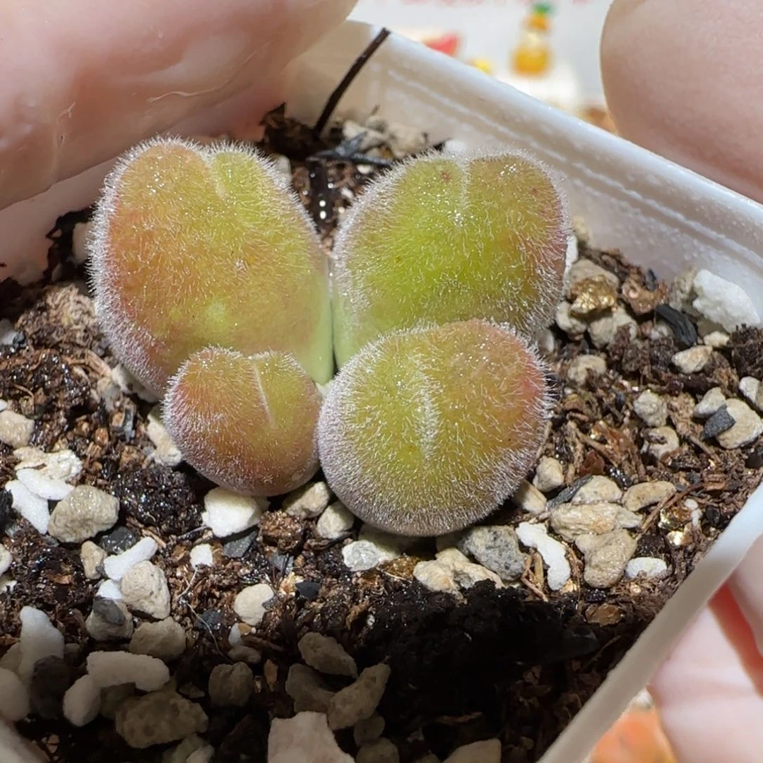 肉锥多肉植物百科4-长毛翠滴332