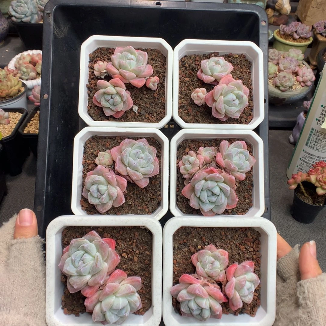 六颗冰玉多肉植物