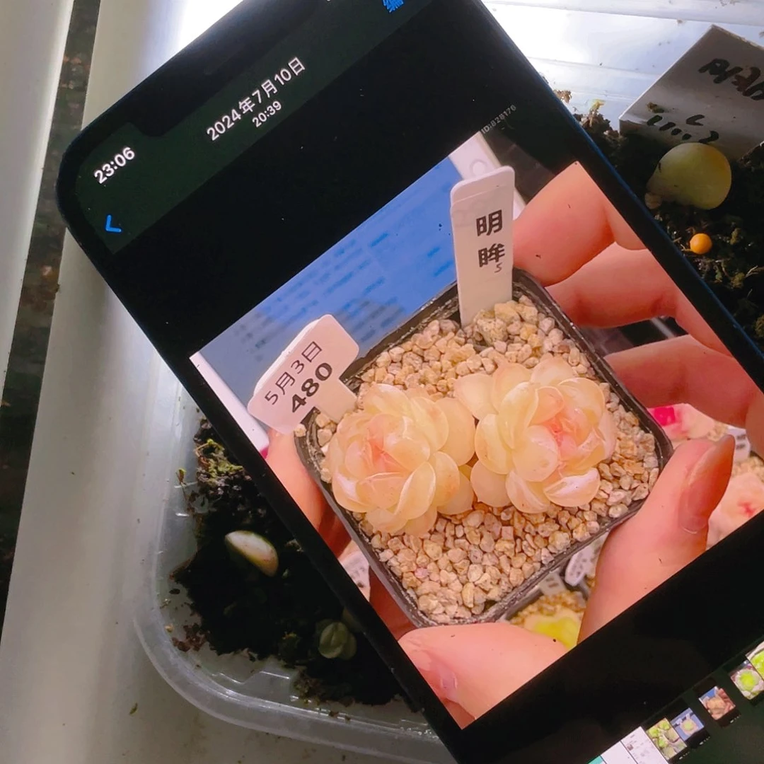 明眸 芝麻苗一个满25包邮