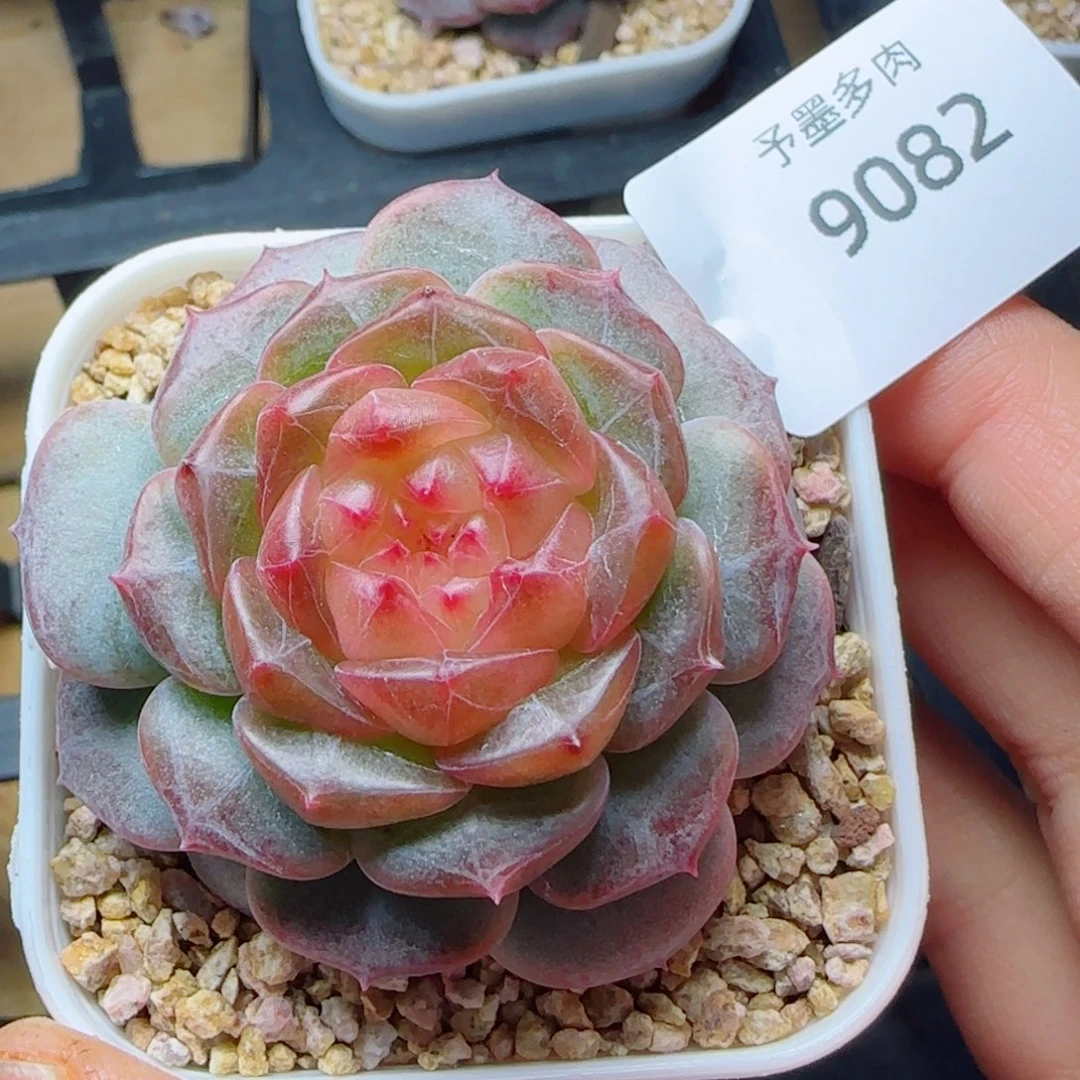 星空幻影，9082多肉植物