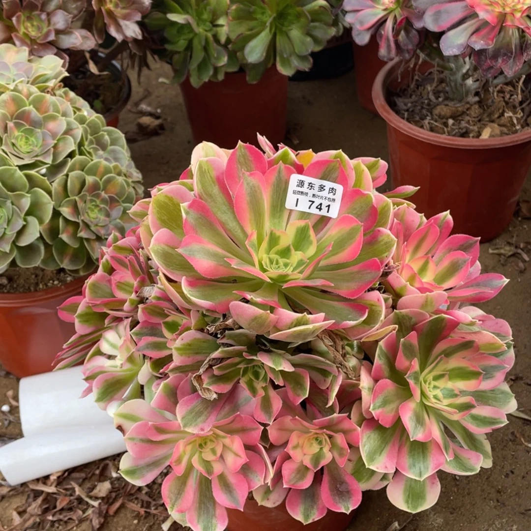 741粉女巫多肉法师断枝不包