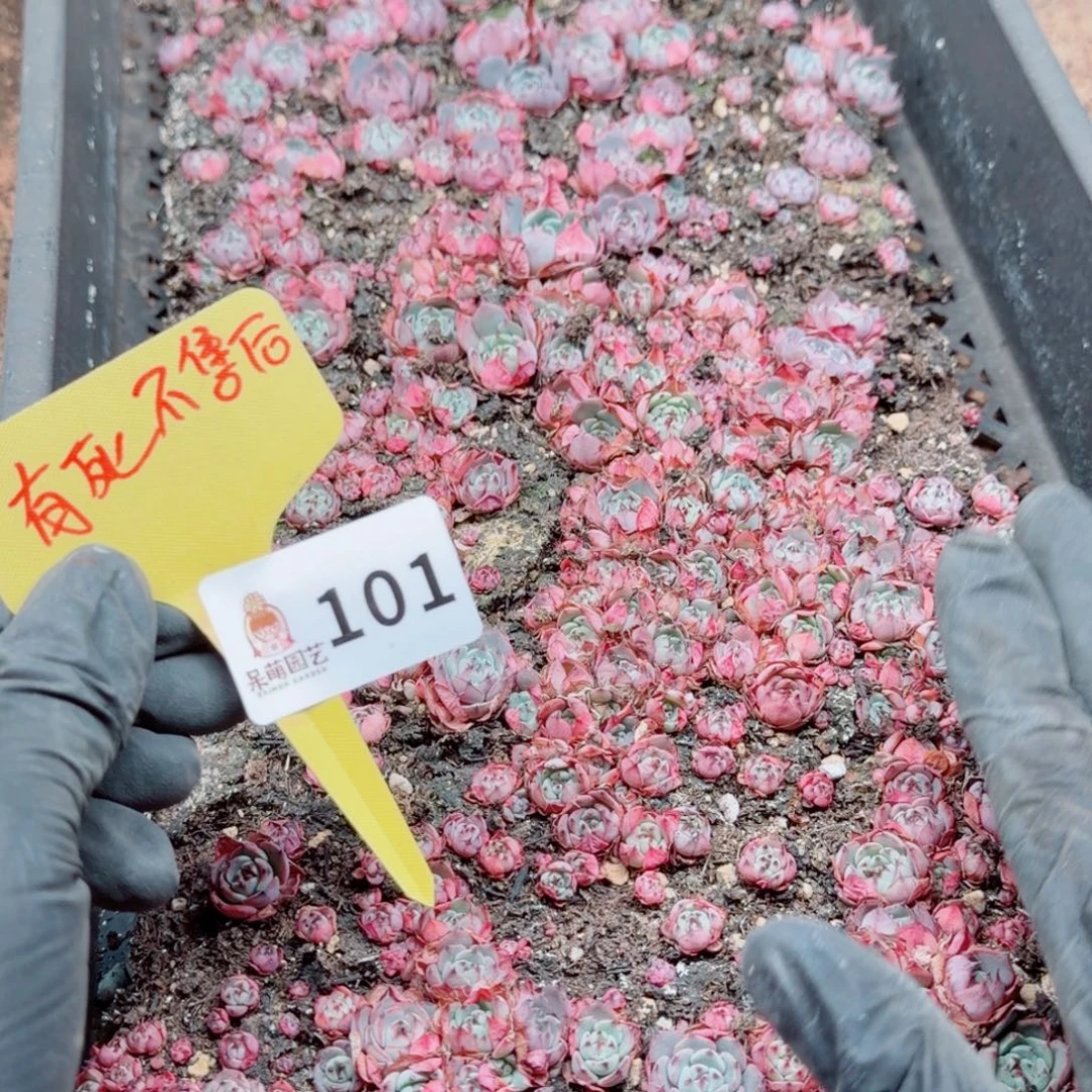 多肉植物多肉植物