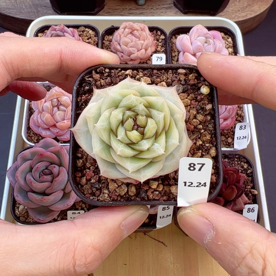 好好看87、哈哈哈哈哈