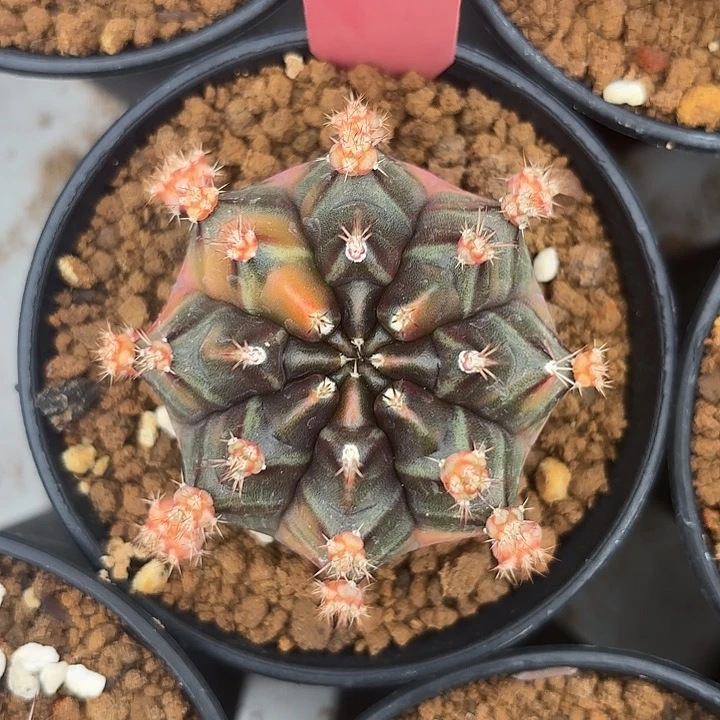 638-0709泰国发货