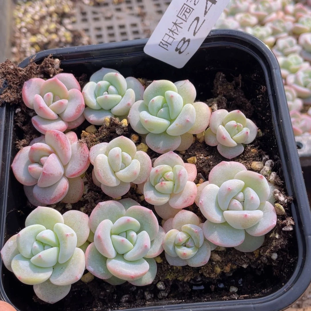 多肉植物多肉植物824