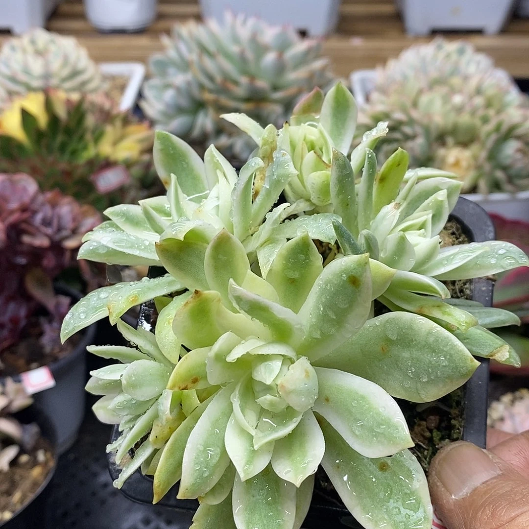 19181 绿蔷薇覆轮锦 5 头有砍