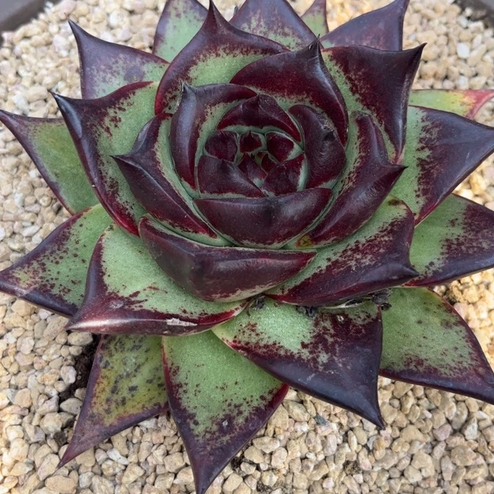 纯宽叶长睫毛款收尖