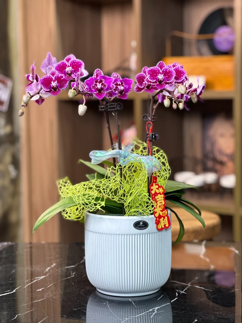 蔓越莓蝴蝶兰3.0加高杯带花带花苞室内盆栽