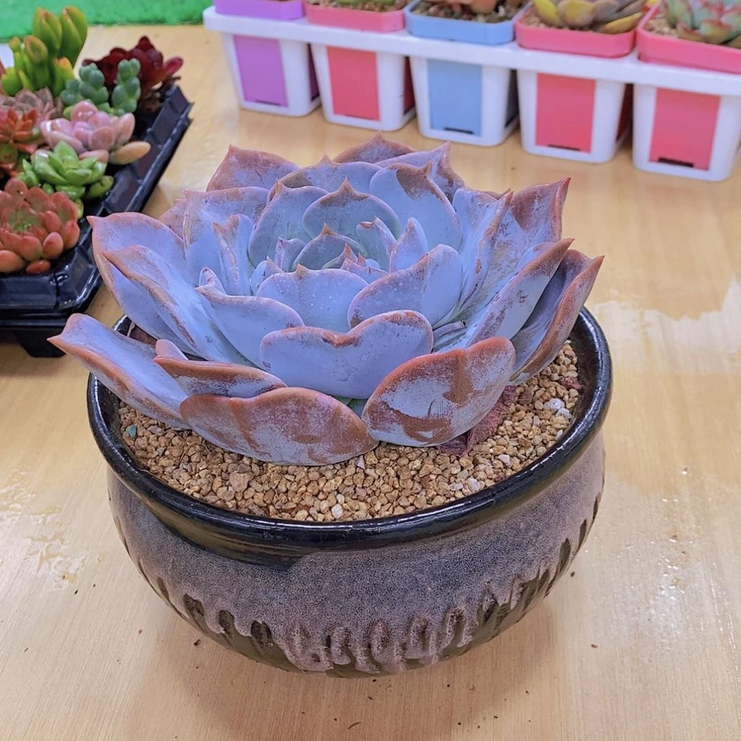 无花朵多肉植物露西娜120