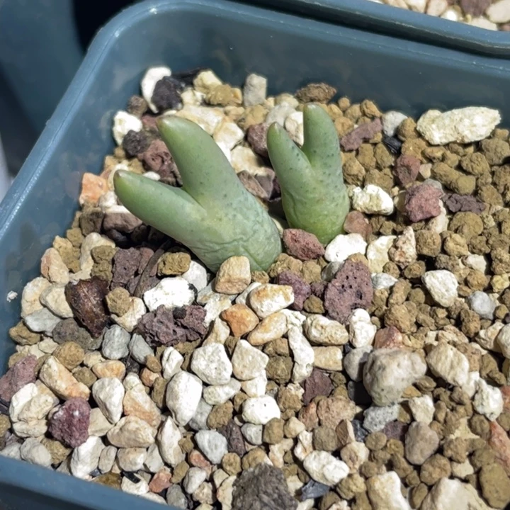 开播福利皮卡丘植物一物一拍