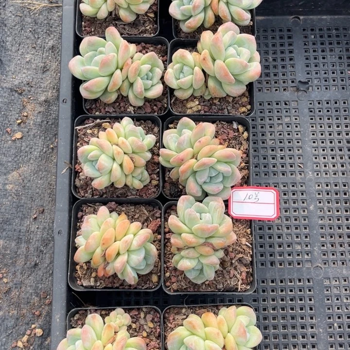 冰玉多肉精控七方盆一组