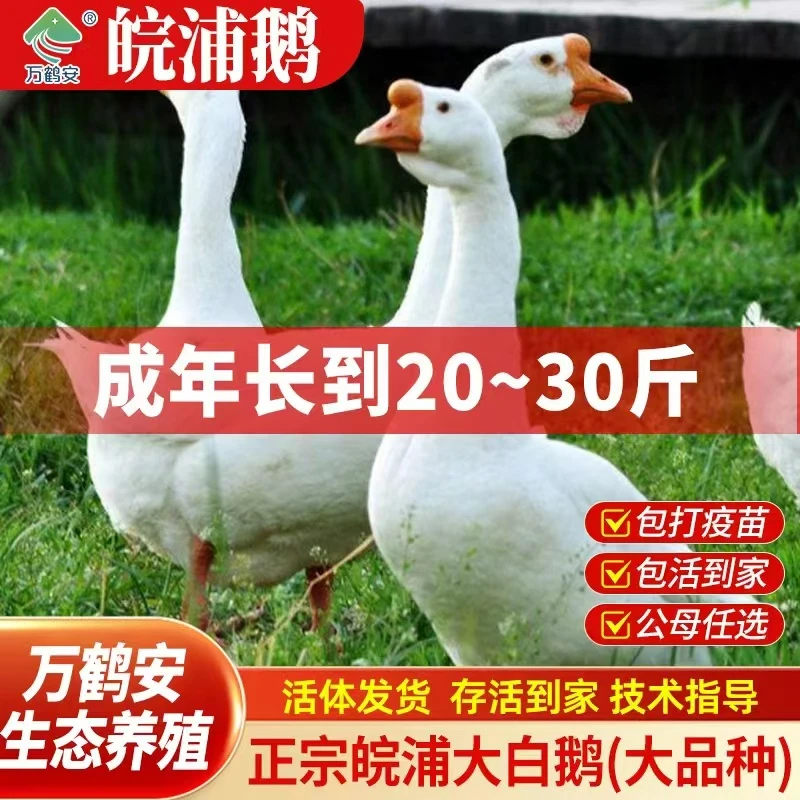 【万鹤安】皖浦大白鹅皖浦鹅宠物鹅狮头鹅宠物鸭【不分公母活的包邮】