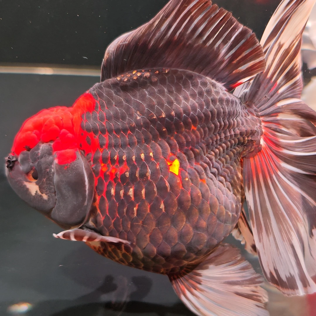 二号（广东省外）直播链接金鱼活鱼精品泰狮鱼直播选鱼