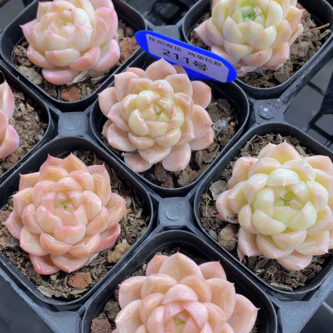 211号冰透珍妮麦秆单头一个