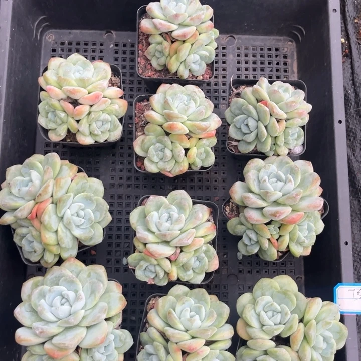 冰玉多肉七方盆一组7号