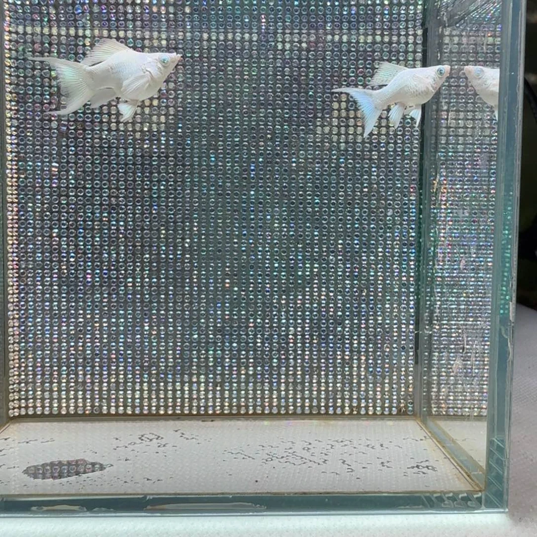 黑玛丽鱼25 瓷白