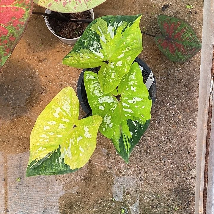 253-0205 泰国彩叶