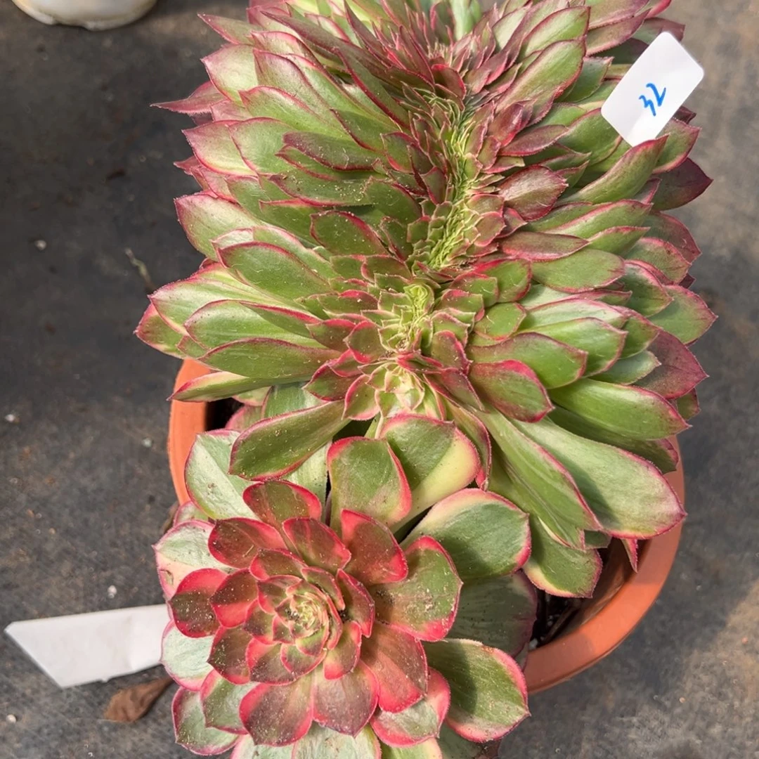 32黑魔金坠多肉嘻嘻嘻