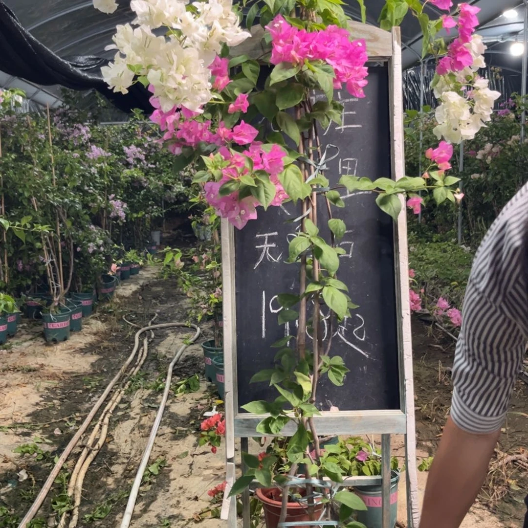 无花朵三角梅三角梅867