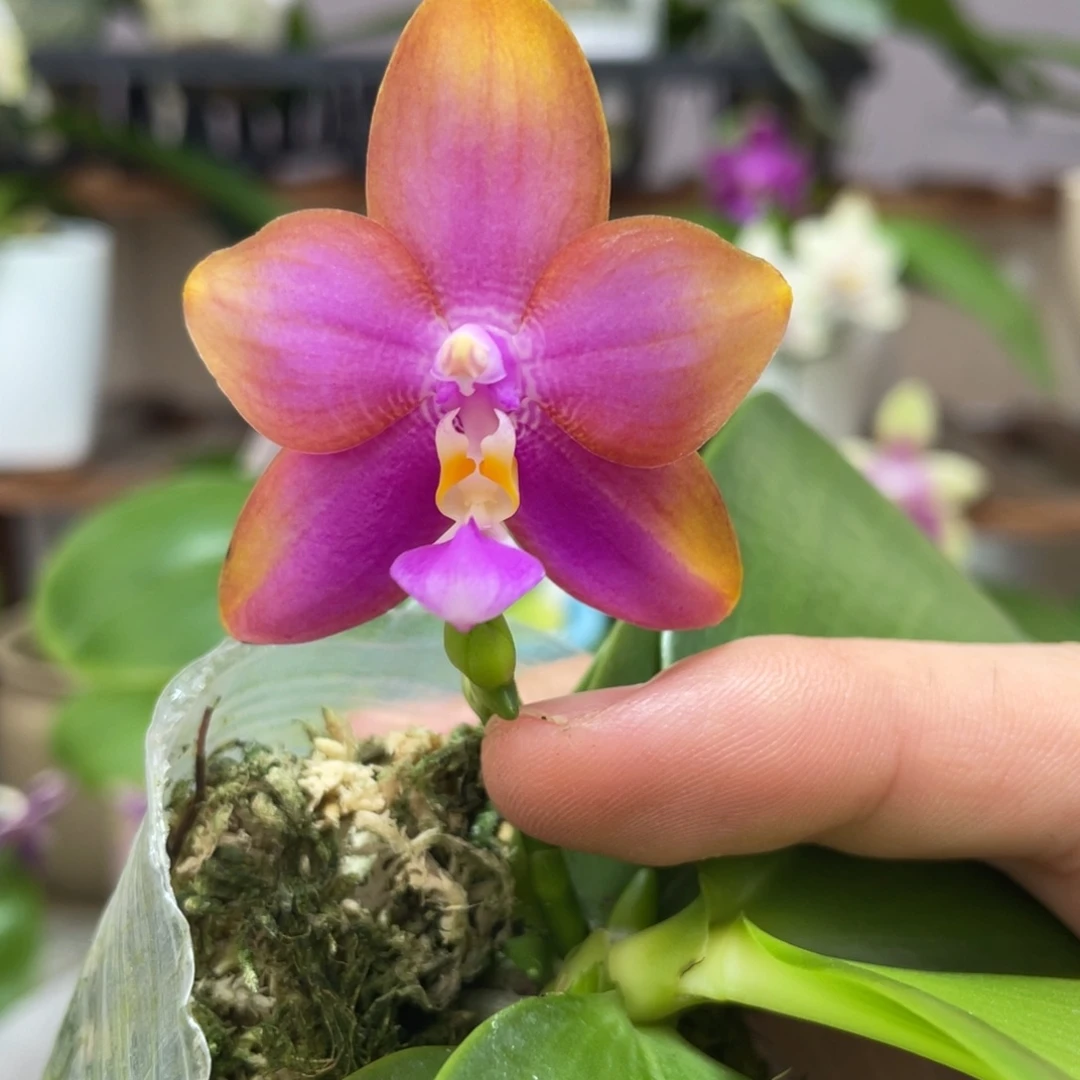 完全开放29叶瑕花期不保