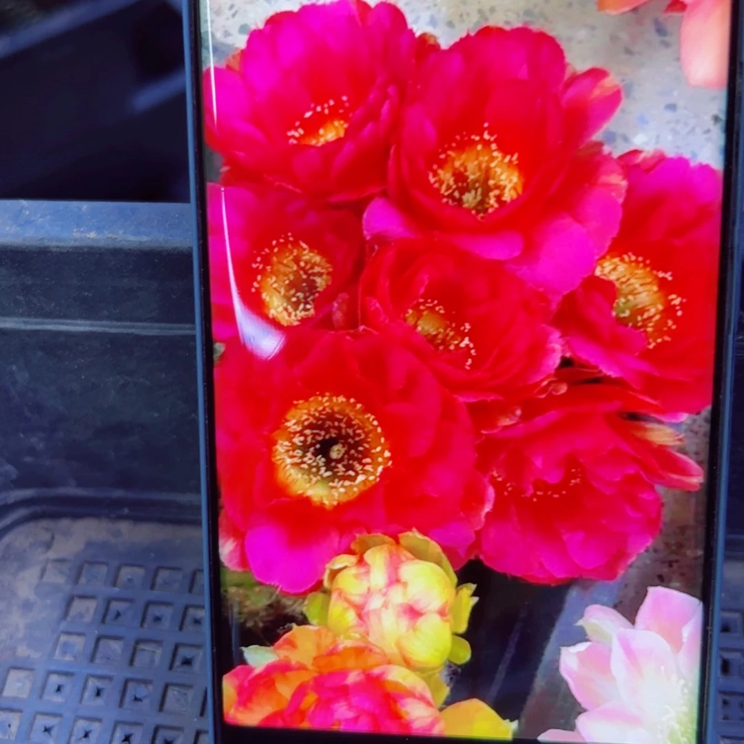 下89丽花A162 歪无根侧芽2一3公分左右20包邮