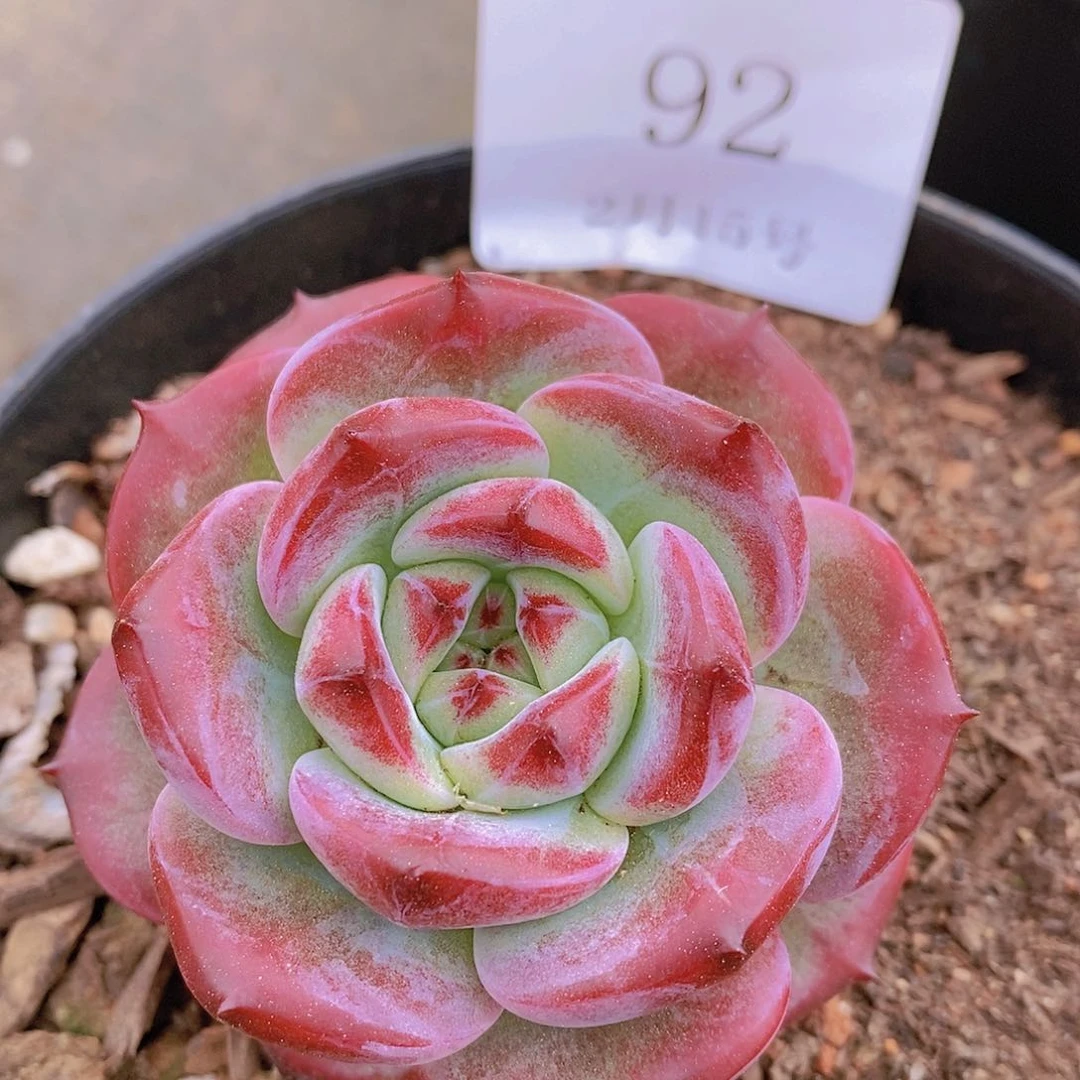 【闪购商品】云92号