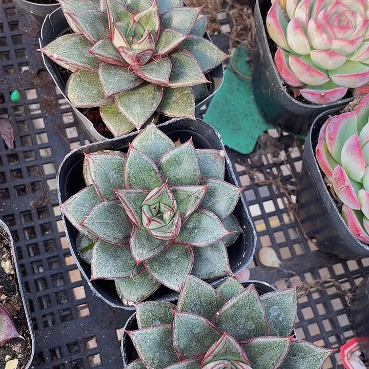 大和锦带盆土发货