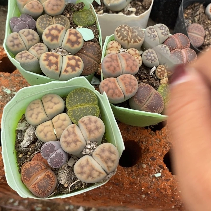 毛***豆生石花的季节是春天055