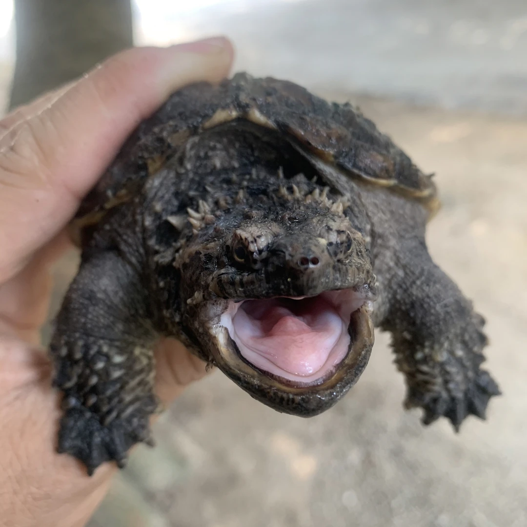 佛鳄，杂佛，国产爆刺佛鳄，北美鳄，送龟粮，