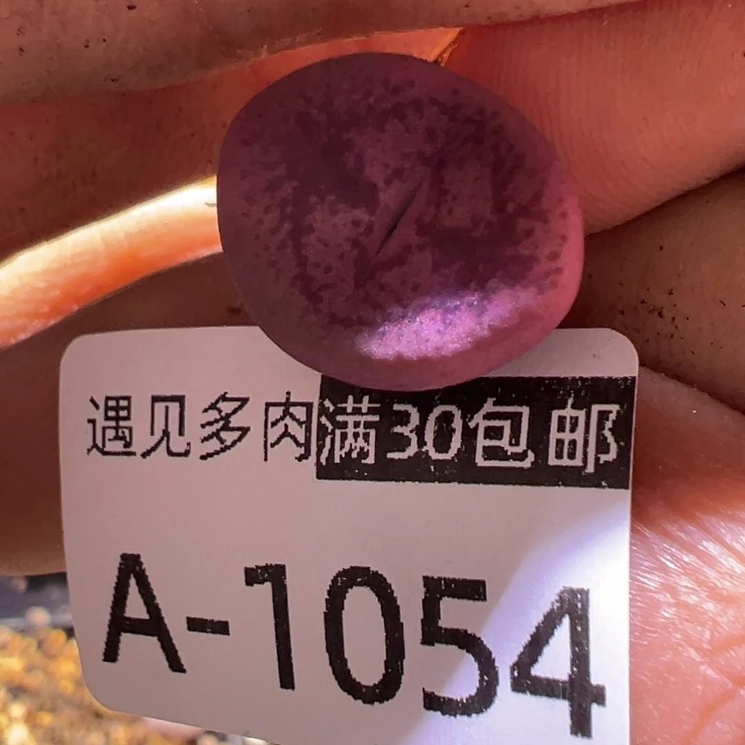 多肉植物1111111111111