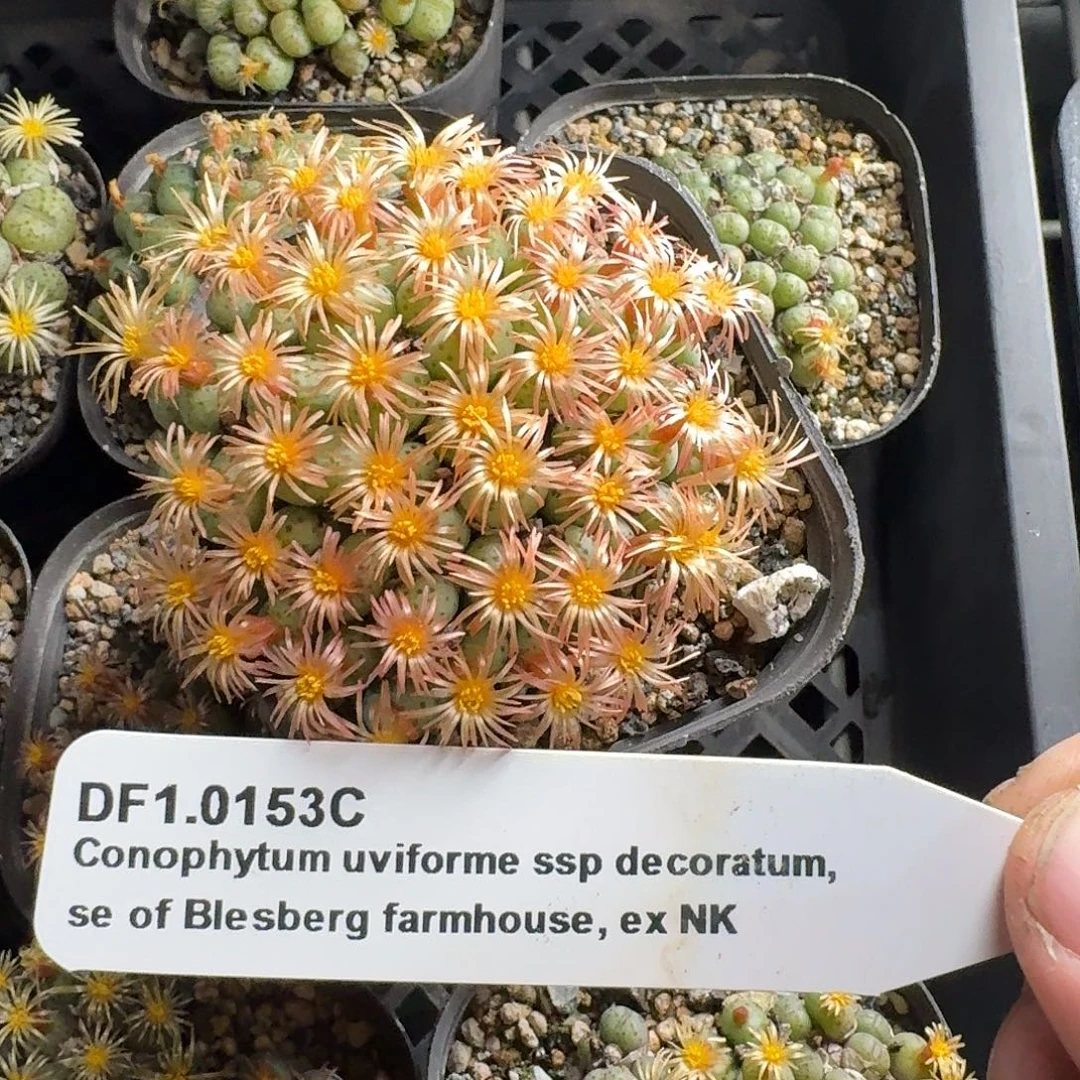 1.0153c肉锥一盆脱土发