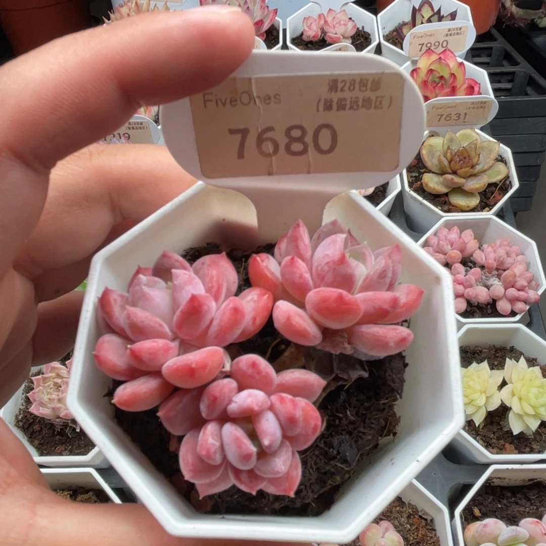 7680水晶琥珀 4.0厘米