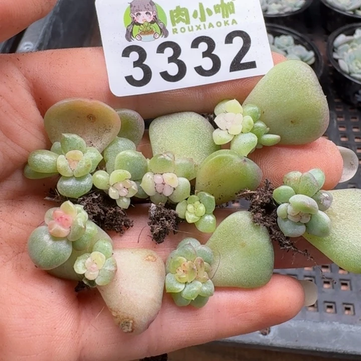 多肉植物多肉植物