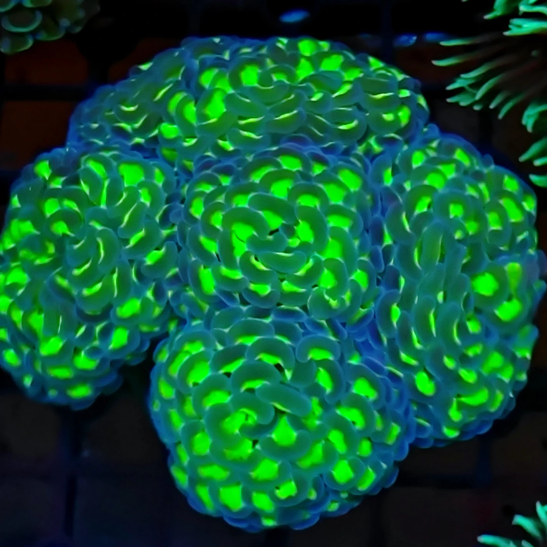 直播间选择珊瑚海葵奶嘴榔头蛙卵尼罗河气泡八字脑地毯火柴软体