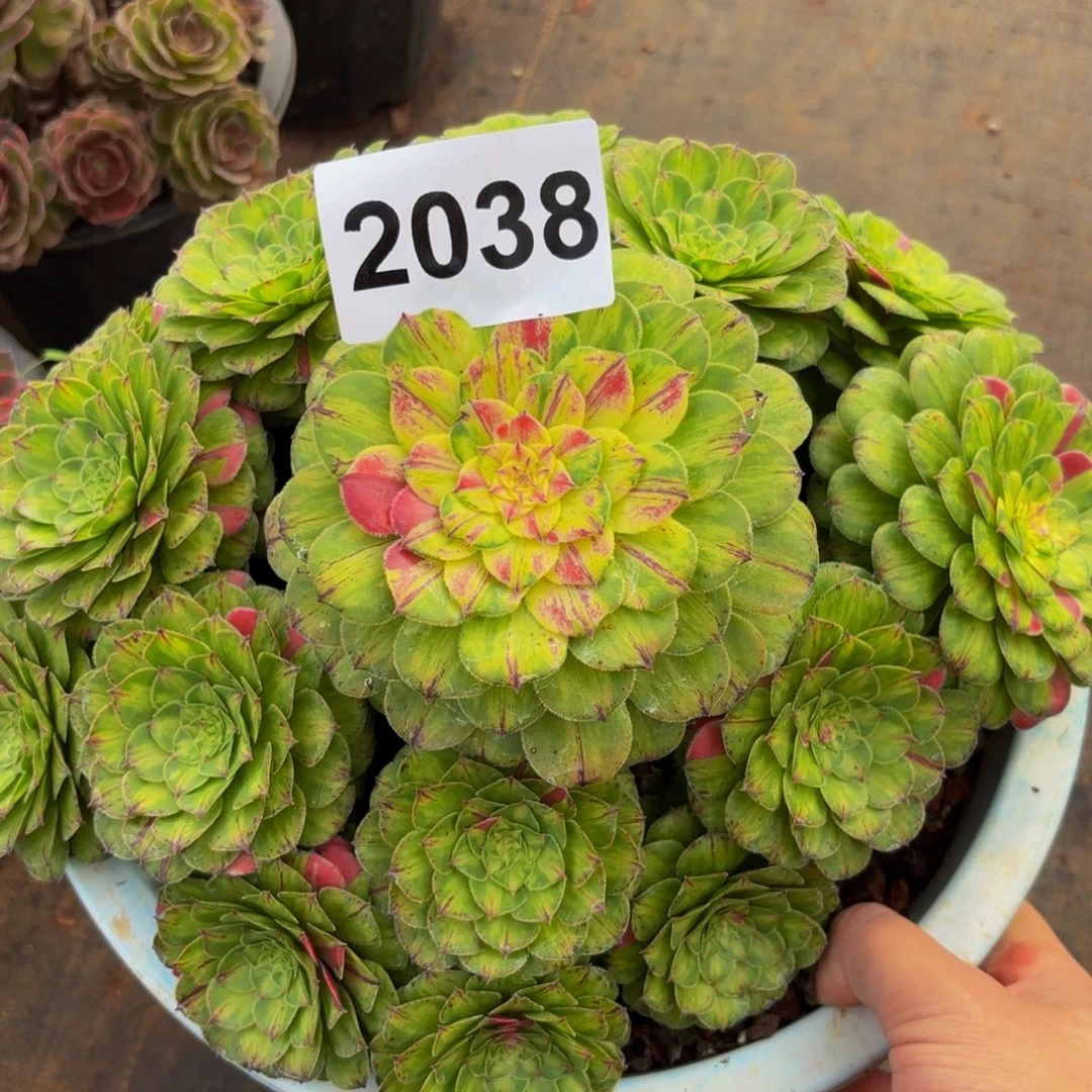 2038多肉植物知否法师