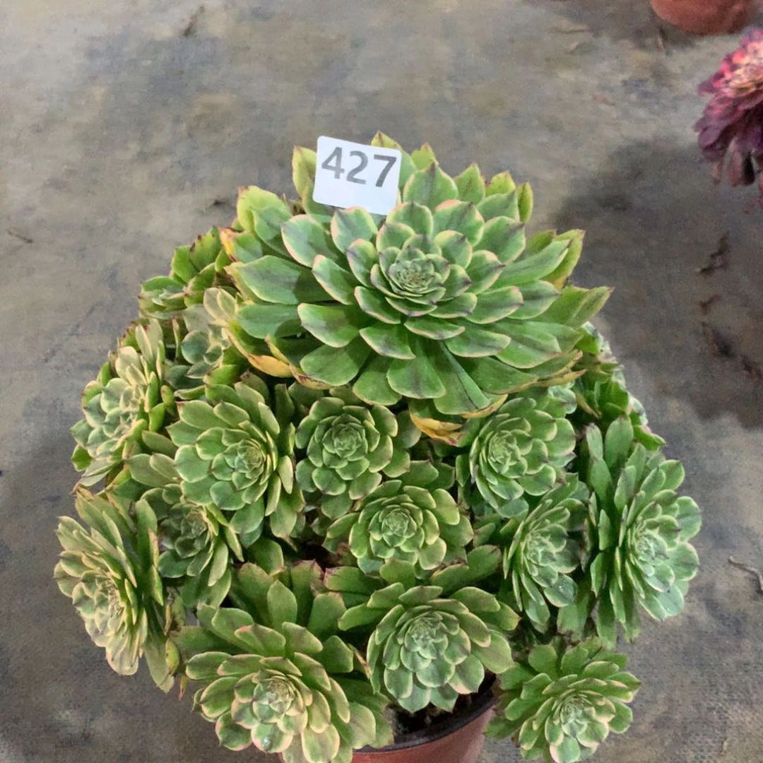 【闪购商品】427玉兔