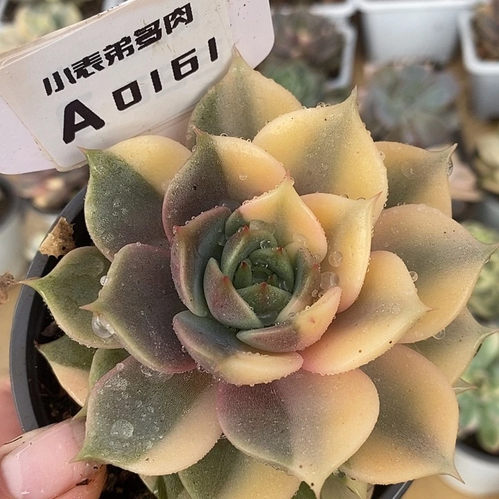 161贝加尔湖哈哈哈哈哈