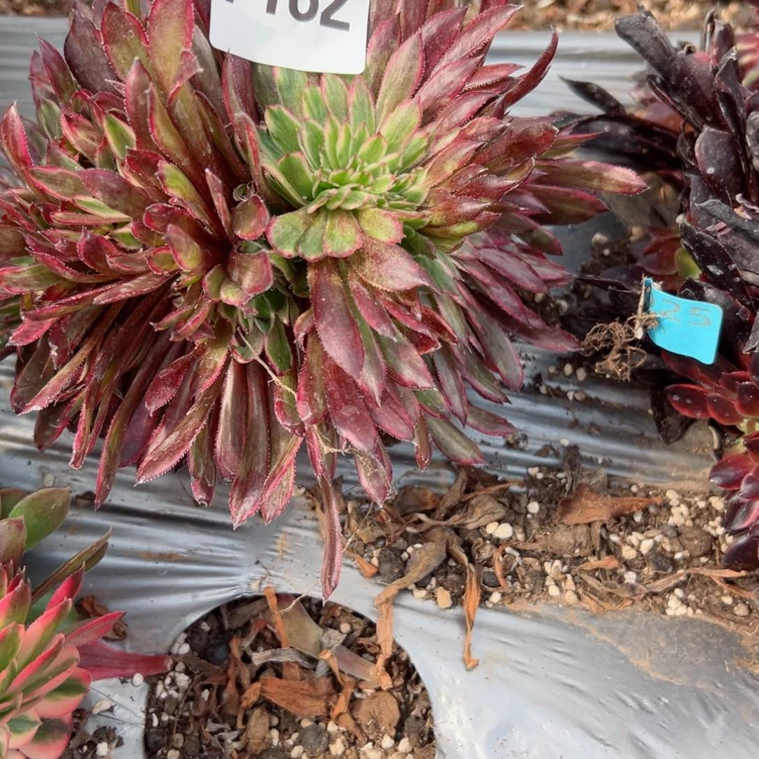 我7182 号多肉法师新年特价