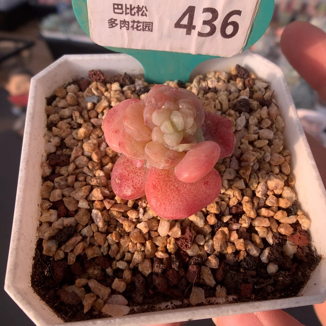 436冰玉石化多肉植物