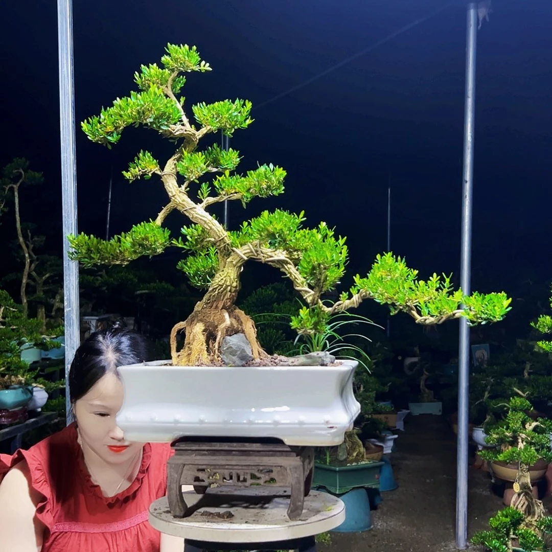 无花朵黄杨木