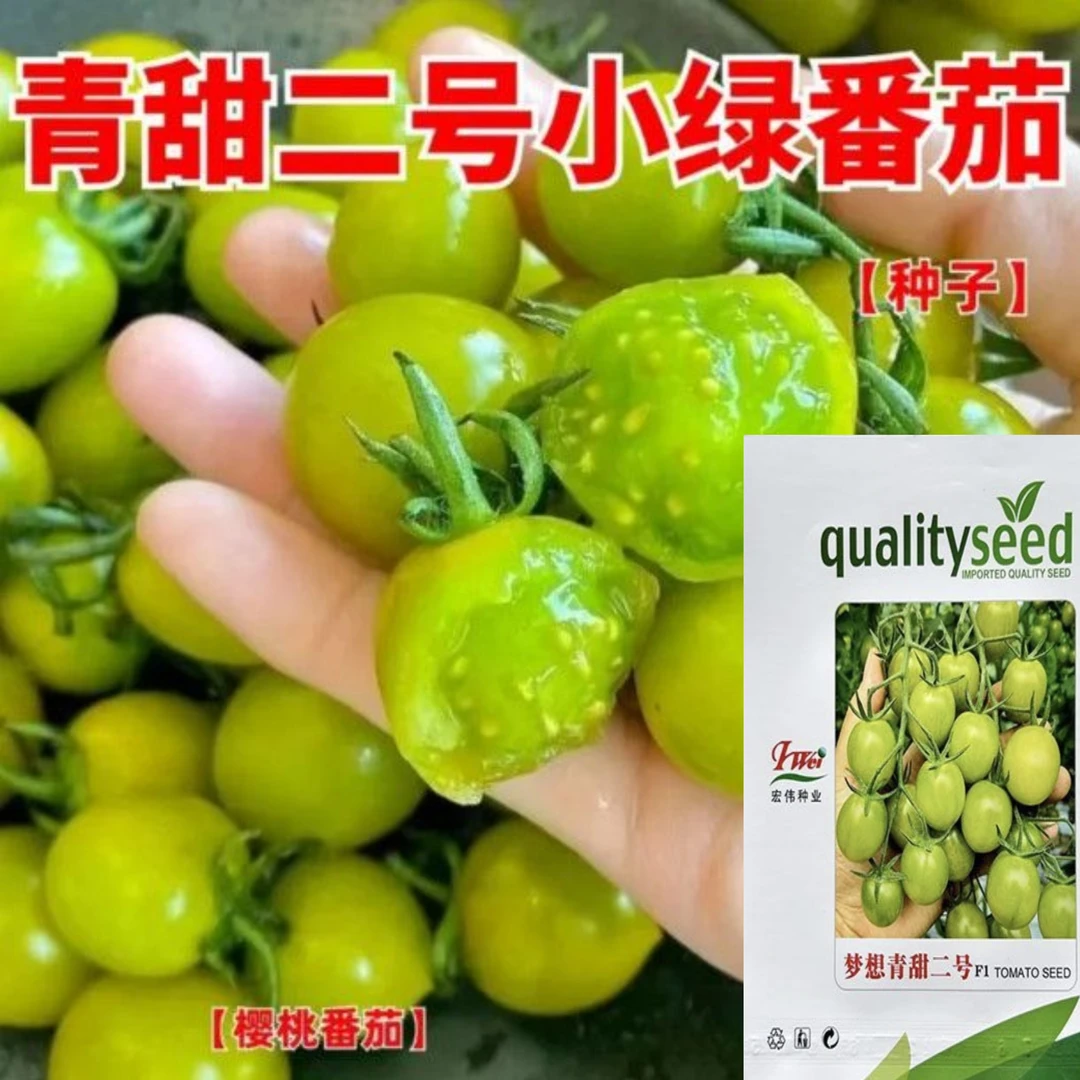 梦想青甜二号小绿樱桃小番茄种子绿圣女果香甜糖度高青口密口感
