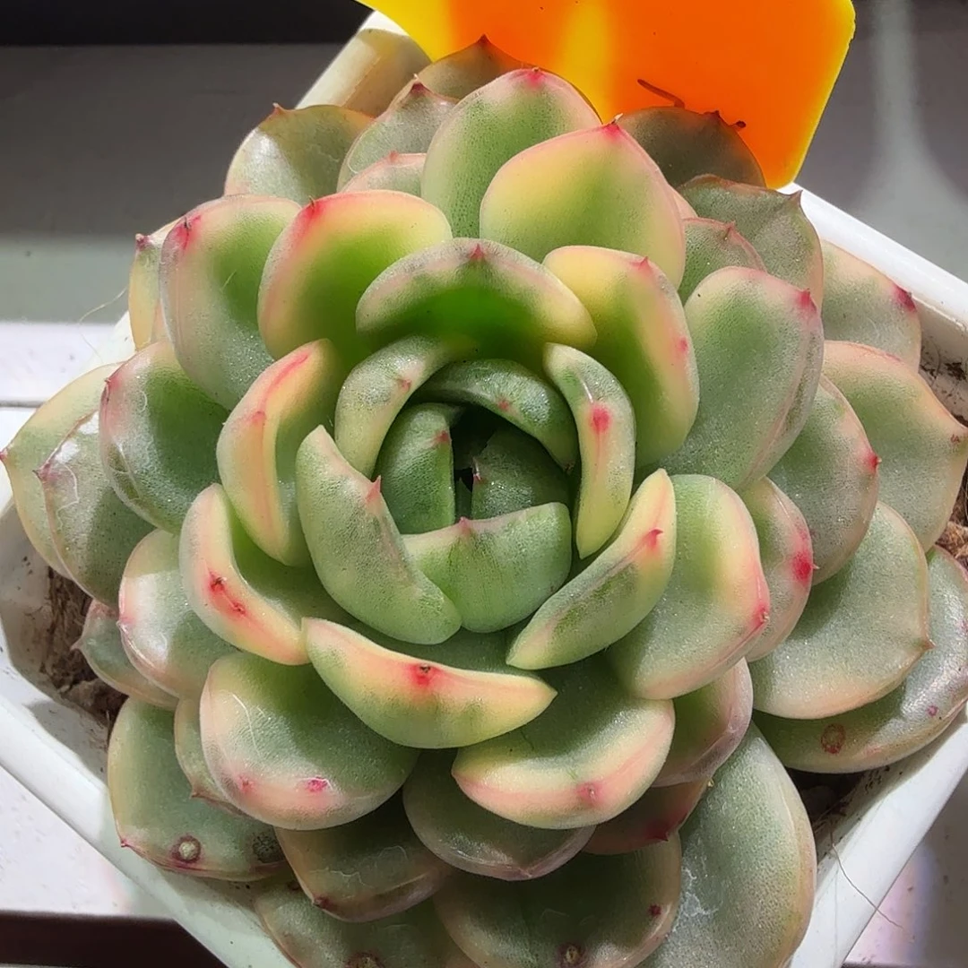 保利安娜锦，多肉植物。