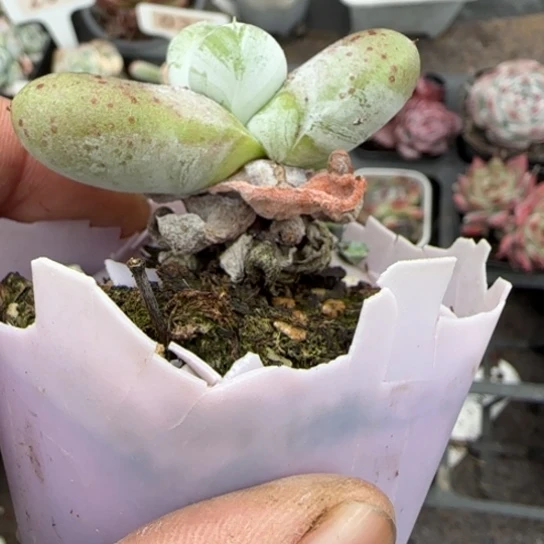 220拇指多肉植物多