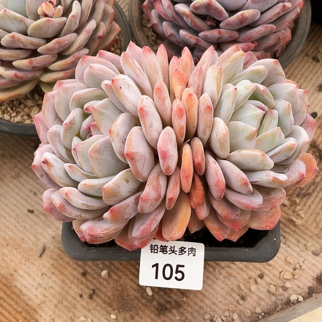 黄皮橙多肉  105号