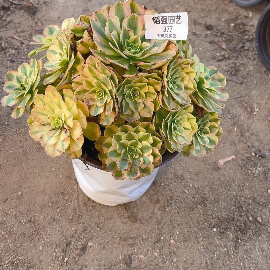 雨荷多肉植物手捧377