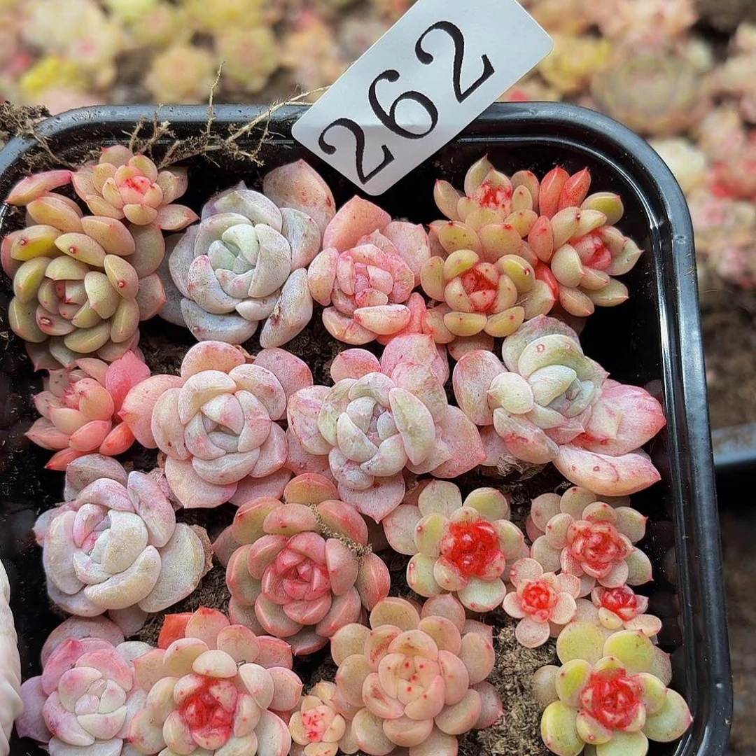 多肉植物多肉植物262