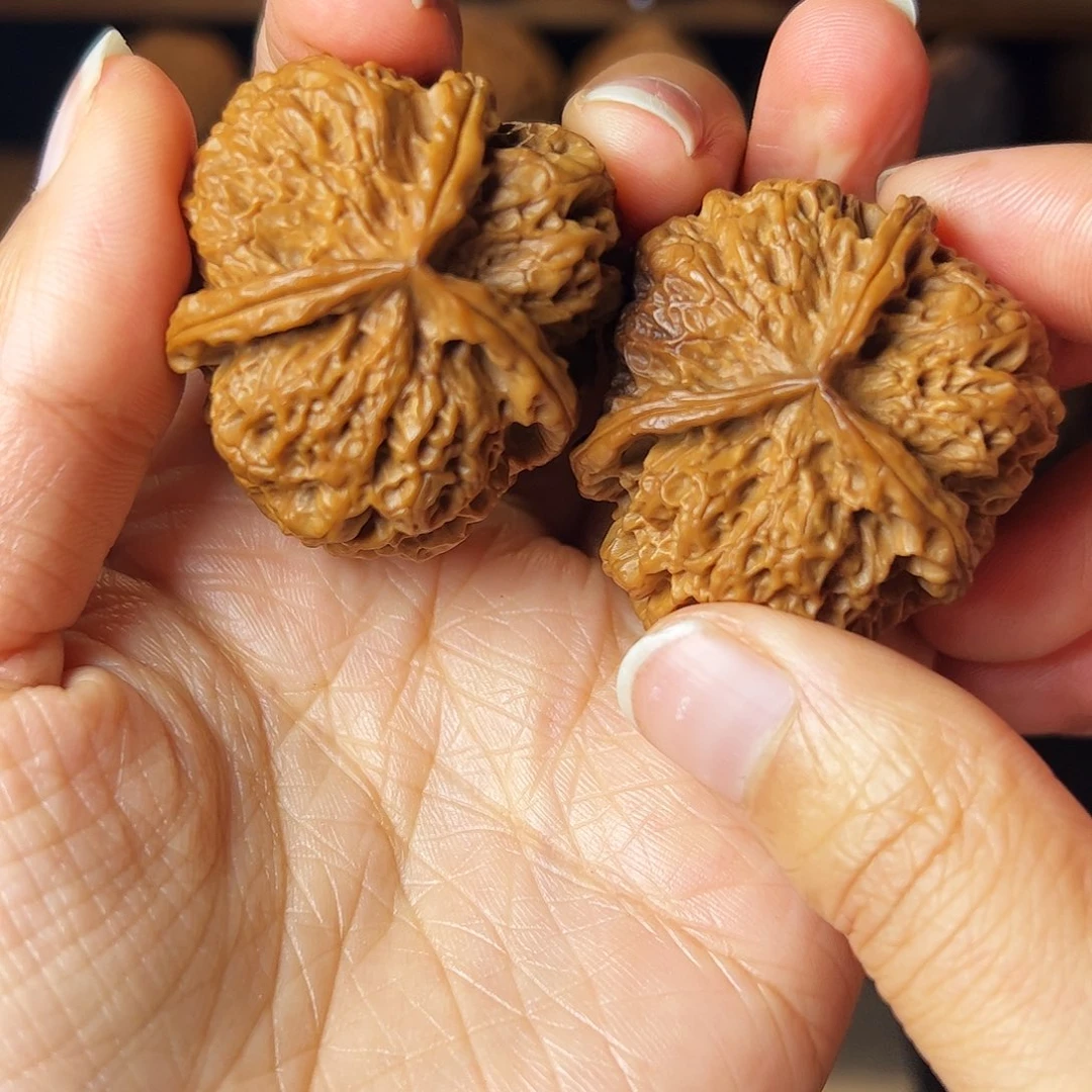 枯叶纹三棱子       40