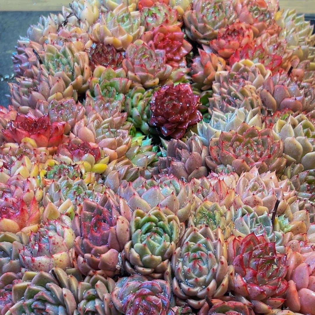 无***虑908多肉葡萄的味道是真的很好吃