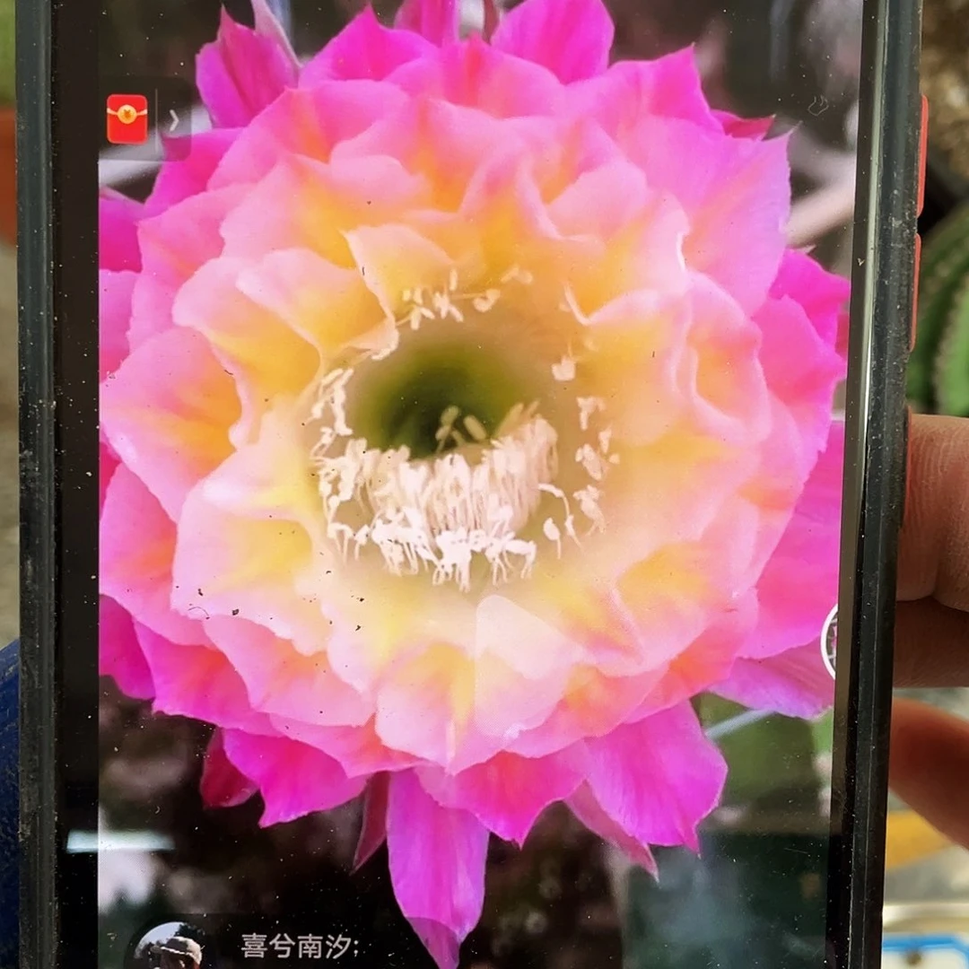 马丙自根球7公分以上带盆土