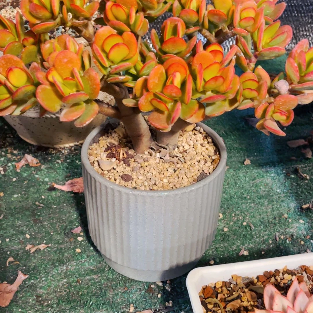 五***熟红玉树快递包邮整桩整群